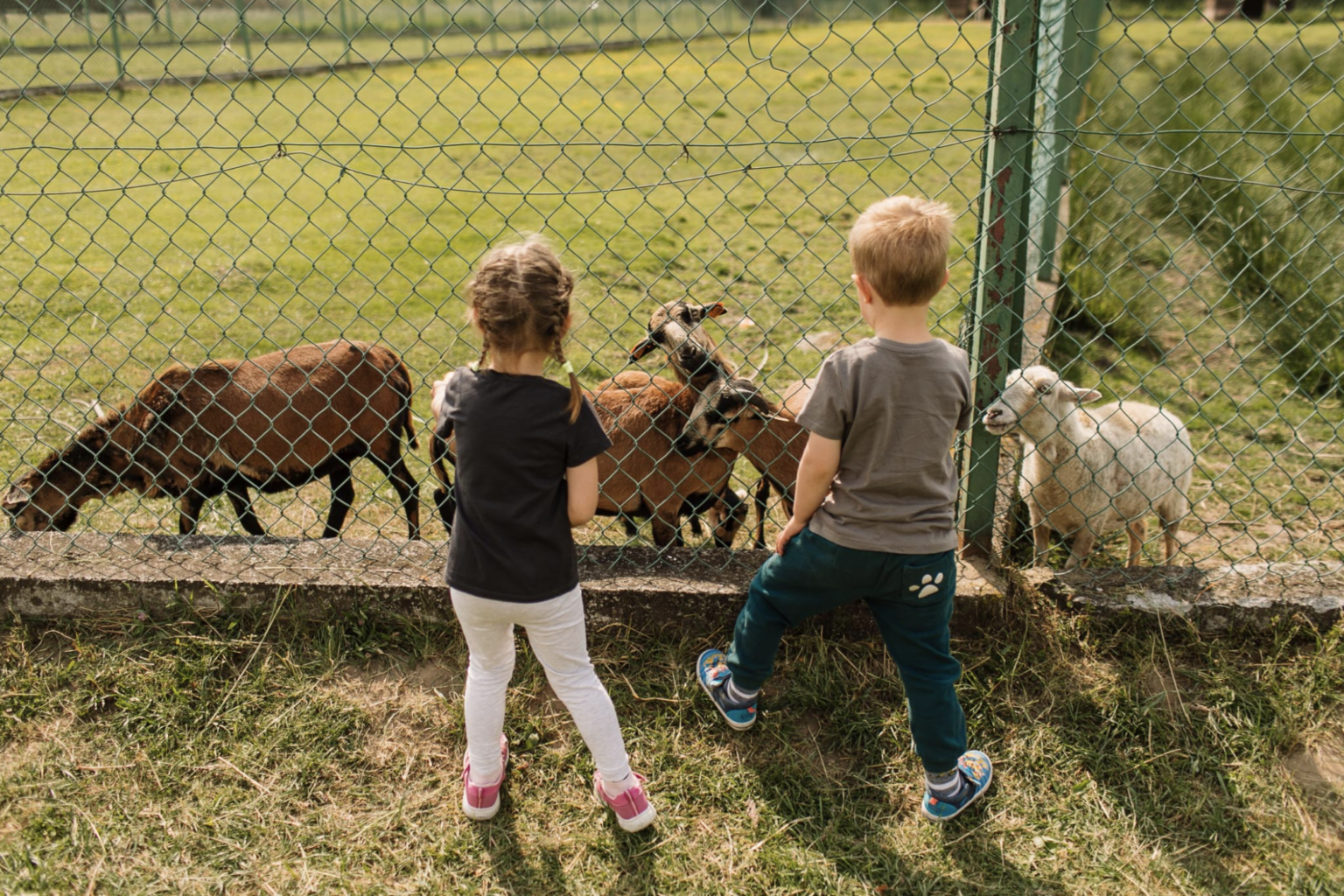 mini zoo